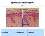 Dermatology Flashcards