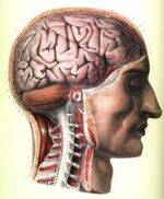 Neuroanatomy