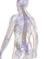Neuron, Neurulation, CSF, Ventricles, Spinal Cord