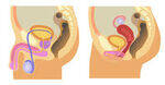 Reproductive System