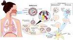 Acute Respiratory Illness, COVID, Hep. B
