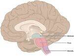 Brainstem, Basal Ganglia, Cerebellum, Cerebrum, Blood supply of Brain