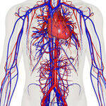 Blood vessels, Vasculitis