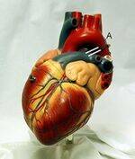 Cardiovascular System