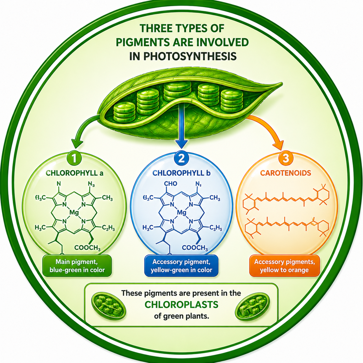 How many types of Pigments are involved in photosynthesis