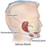 Dermapath, Salivary, Head and Neck, Thyroid Pathology