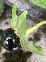 Deliriants, Inebriants, Asphyxiants, OP Poisoning
