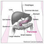 Gastrointestinal System and Liver Pathology