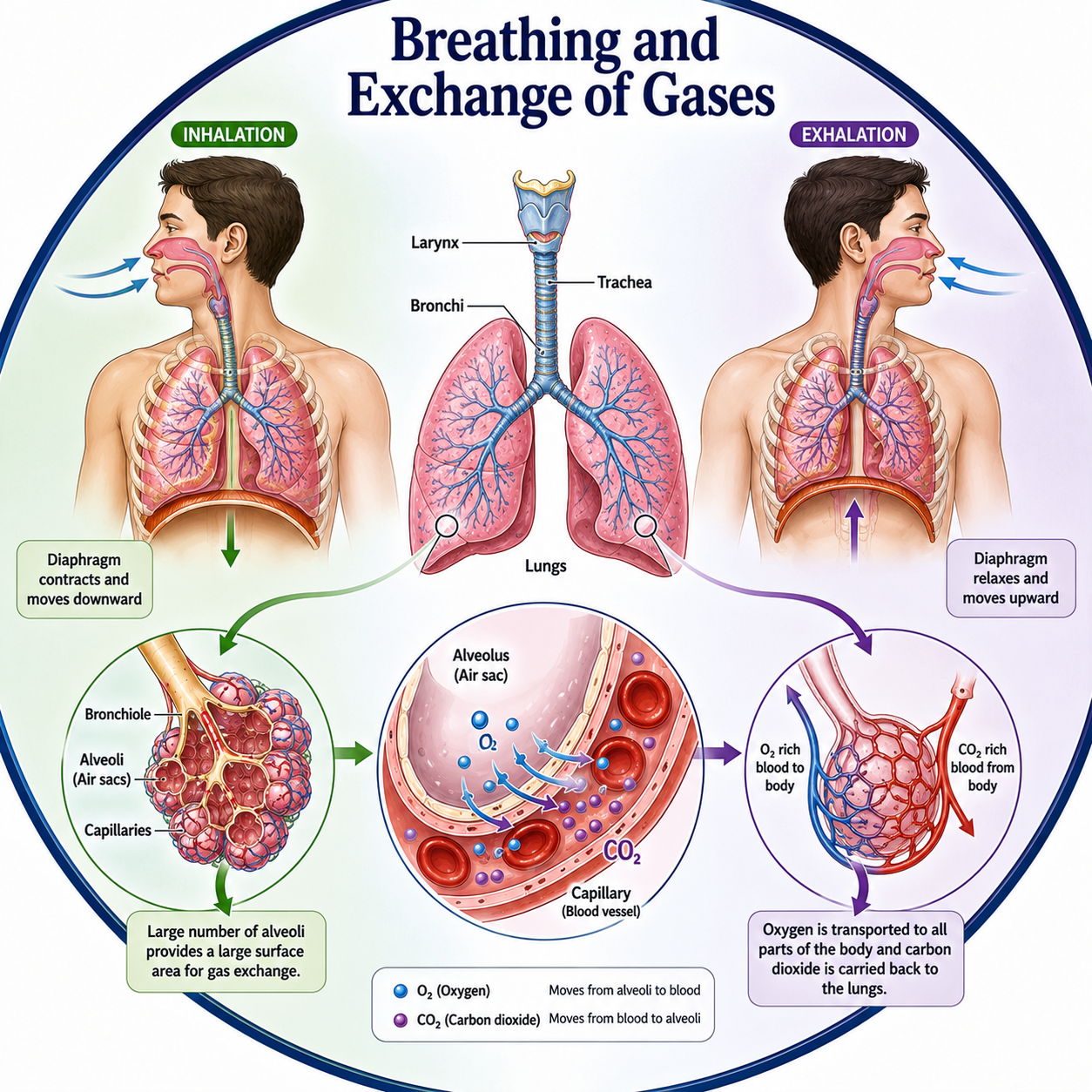 Chapter 14 - Breathing and Exchange of Gases Flashcards