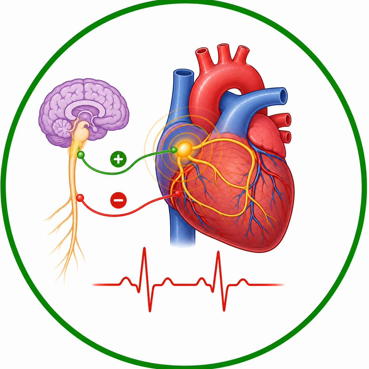 Regulation of Cardiac Activity