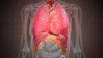 Chest and Thorax