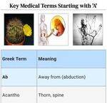 Greek Terms Flashcards