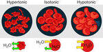 Homeostasis, Cellular Physiology, Cellular Fluids