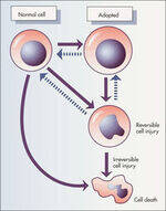 Cell - Adaptations, Injury, Death