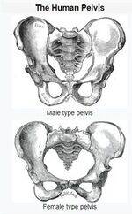 Skull, Pelvis, Ossification Centers