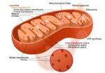 Cell Organelles, Membrane Transport