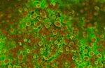 Cell - Calcification, Pigments, Aging, Stains