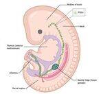 General Embryology