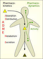 Gen Pharma and Pharmacokinetics