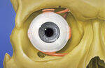 Anatomy of Eye