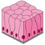 Histology