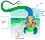 Bacterial Cell Wall, Toxins, Motility, Culture, Transport Medium