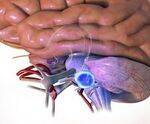 Ear - Embryology, Anatomy, AOM, COM, Typanoplasty