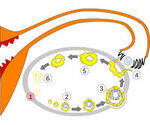 Oogenesis, Menstural cycle, Ovulation tests, Dysmennorrhea