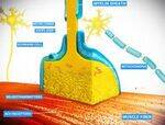 Membrane Potentials, Nerve muscle physiology, Neutotransmitters