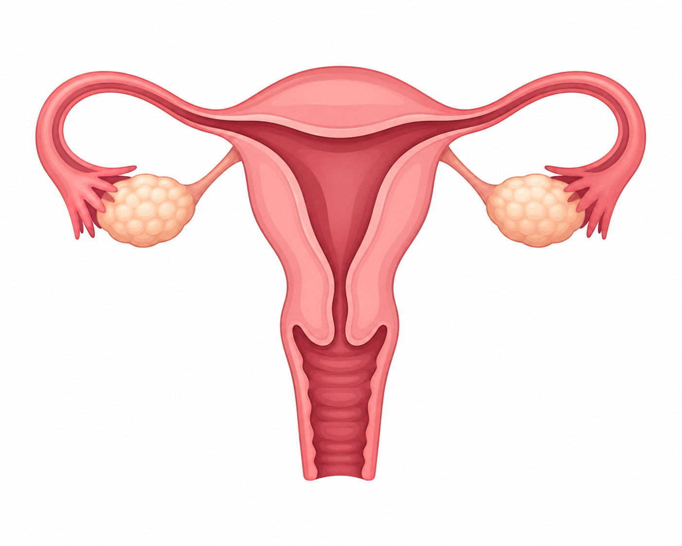 The Female Reproductive System