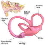 Inner Ear - Anatomy, Vestibular Function Test, Vertigo, Facial Nerve