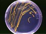 General Bacteriology