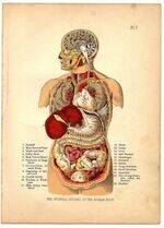 Autopsy and Organ Removal Techniques