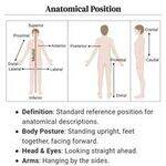 Anatomy Flashcards 1 - Basics, Embryology, Joints, Histology