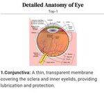 Ophthalmology Flashcards 1 - Basics, LR, Tests, VFD, Squint
