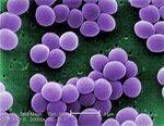 GP Cocci - Staph