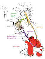 Larynx Anatomy, Muscles, Nerve supply, Instruments, Larynx Disorders