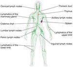 Lymph Nodes, Infratemporal region, Dural Venous Sinuses