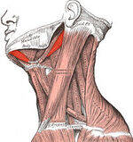 Head and neck