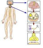Sensory and Motor Physiology