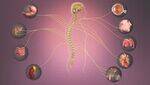 ANS - Sympathetic and Parasympathetic System