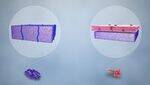 Gram Positive Bacteria