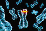 Genetics - Modes of inheritance, Chromosomal disorders