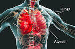 Respiratory System