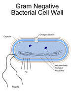 Gram Negative Intro