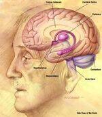 Cerebellum, BG, Thalamus, Hypothalamus, Memory, Speech, CSF