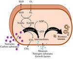 Carbohydrate Chemistry and Metabolism
