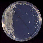 GN Bacilli - Enterobacteriaceae