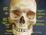 Orbit, Nose, Tongue, Pharynx, Larynx