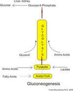 Gluconeogenesis, Galactose, Fructose Metabolism, TCA Cycle, Oxidative phosphorylation